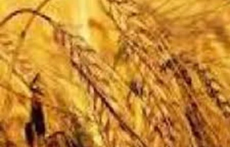 Озима пшениця Княжна