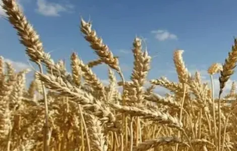 Пшениця озима Тонаж