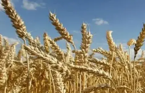 Продается озимая пшеница сорта Тонаж