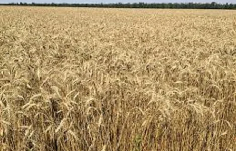 Продаж озимої м’якої пшениці Здобна