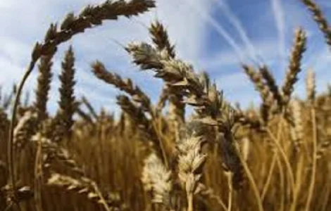 Пшеница Саласар Штрубе - сорт 2020 года