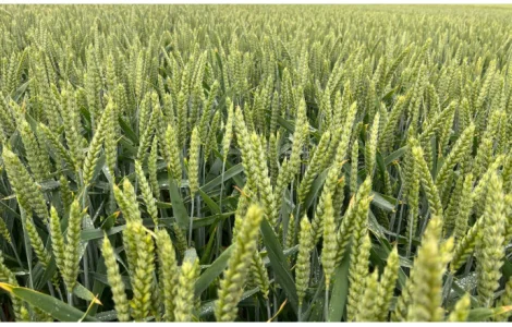 Насіння озимої пшениці Депот R.A.G.T у продажу