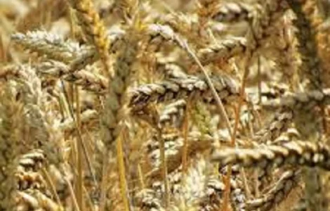 Пшениця озима Ліга Одеська