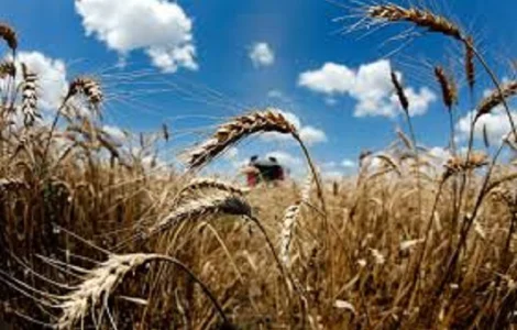 Семена озимої пшениці Фаустус від компанії Strube GmbH & Co. KG