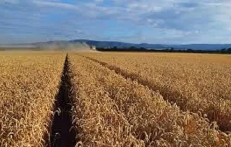 Семена озимої пшениці Джерси у продажу