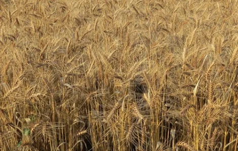 Насіння озимої пшениці Андрада