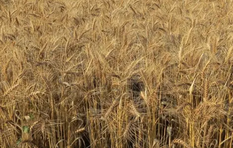 Насіння озимої пшениці Андрада у продажу