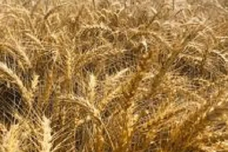 Озимая мягкая пшеница Магнитка