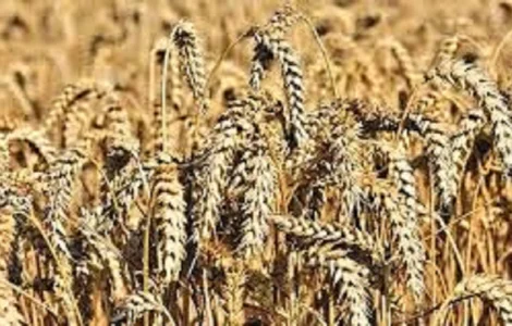 Лінус озима пшениця