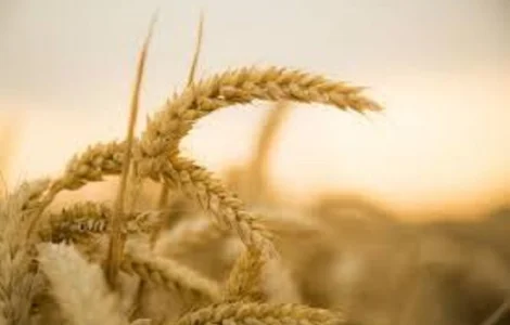 Семена озимой пшеницы МУЛАН Германия