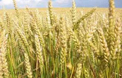 Фелікс пшениця озима