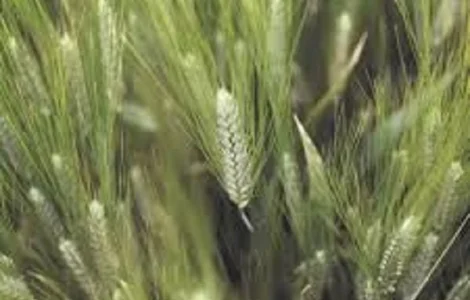 Реформ пшениця озима РЖТ