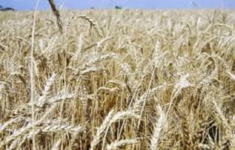 Пшениця м'яка озима Ангелус