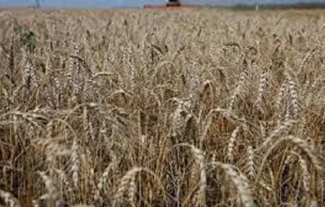 Семена озимой пшеницы Емерино высокого качества