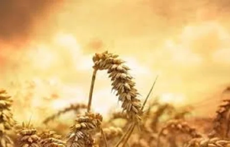 Пшениця озима Балітус від Saatbau Linz