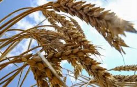 Семена озимой пшеницы ФАБИУС Австрия