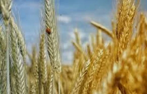 Семена озимої пшениці СЕЙЛОР від Сингента у продажу