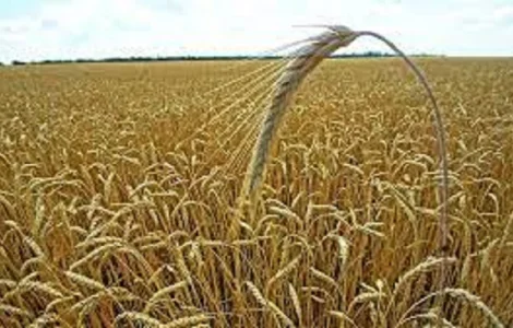 Семена озимой пшеницы ЮЛИЯ Чехия