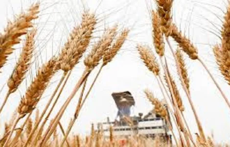 Семена озимой пшеницы ГРАНУС Германия