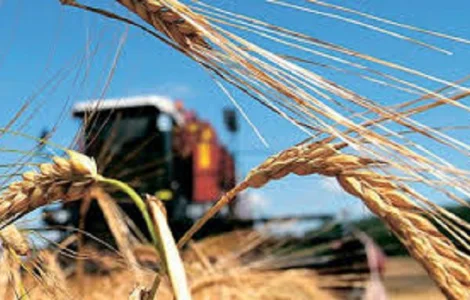 Семена озимой пшеницы Ортегус Германия