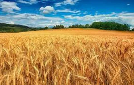 Семена озимої пшениці Гордіан від Сингента