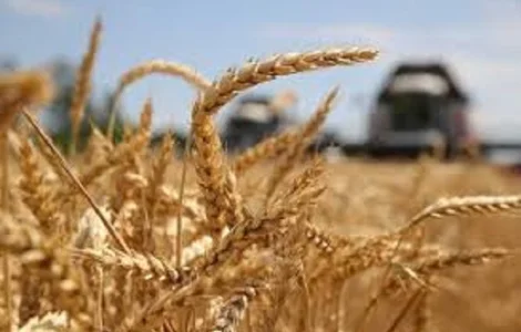 Семена озимої пшениці ДЕСАМО від Сингента