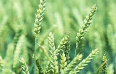 Семена озимої пшениці ТУРАНДОТ з Чехії