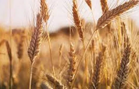 Семена озимої пшениці Ванесса з Чехії