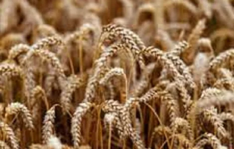 Семена озимой пшеницы БОДИЦЕК Чехия