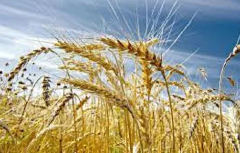 Семена озимой пшеницы БОГЕМИЯ Чехия