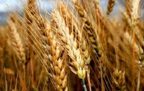 Семена озимой пшеницы ВИГЕН