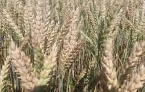 Семена озимої пшениці КРАЕВИД у продажу