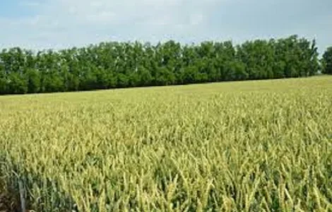 Семена озимой пшеницы ЗАПАШНА
