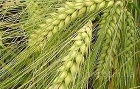 Семена озимой пшеницы КАТРУСЯ ОДЕССКАЯ