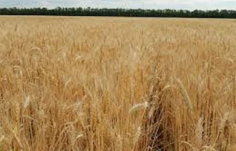 Семена озимой пшеницы ЭПОХА ОДЕССКАЯ