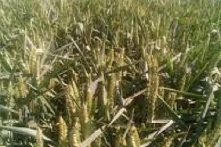 Семена озимой пшеницы ГУРТ