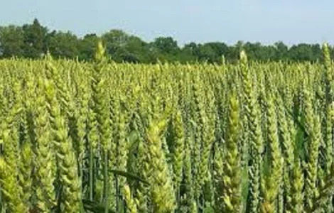 Семена озимої пшениці Донецка 48 - високий урожай