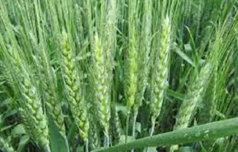 Семена озимой пшеницы ГАРАНТИЯ ОДЕССКАЯ