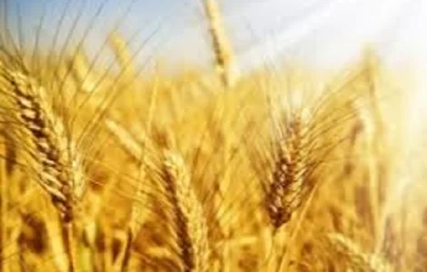 Семена озимой пшеницы ГОДУВАЛЬНИЦЯ ОДЕСЬКА