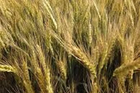 Семена озимої пшениці ВЕТЕРАН для високих врожаїв