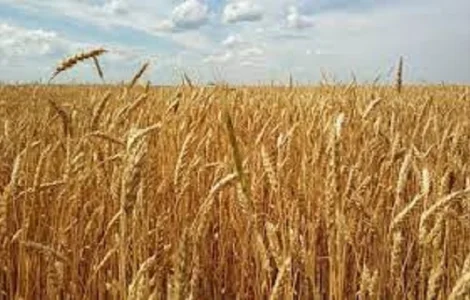 Семена озимой пшеницы БЕРЕГИНЯ МИРОНОВСКАЯ