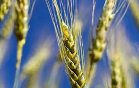 Семена озимой пшеницы АНАЛОГ