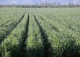 Семена озимой пшеницы АНТАРА