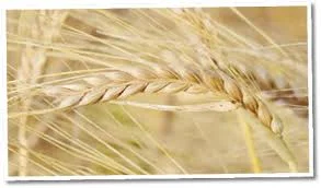 Семена озимой пшеницы Кан (элита)