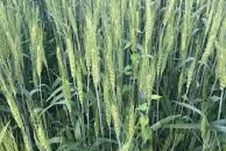 Семена озимой пшеницы Свитанок Мироновский