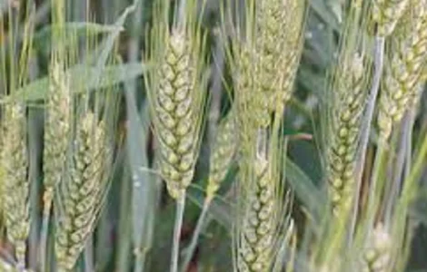 Семена озимої пшениці БОГИНЯ – висока врожайність