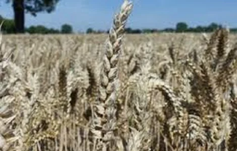 Семена озимой пшеницы ЖАЙВИР