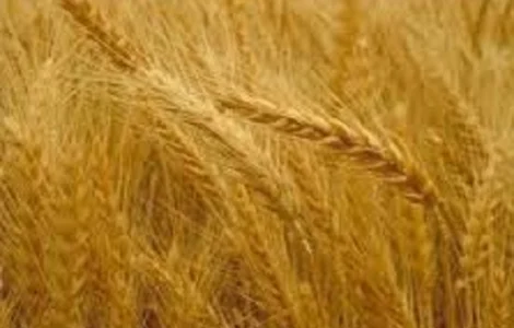 Семена озимой пшеницы Дарунок Поділля