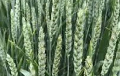 Семена озимой пшеницы ДАРИНКА КИЕВСКАЯ