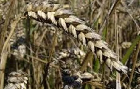 Семена озимой пшеницы ВИТА